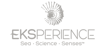 Eksperience